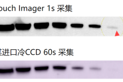 聚焦蛋白检测成像效率：易孛特Touch Imager的技术路径解析